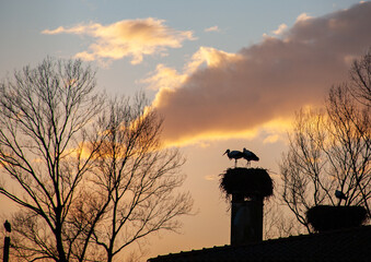 Silhouette Fagagna cicogna