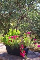 Flower pot with pink flowers in the garden. Selective focus.
