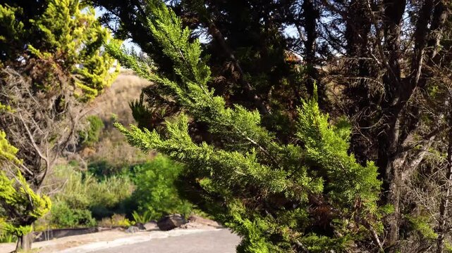 The branches of the Thuya conifer sway in the wind, in the bright sunlight