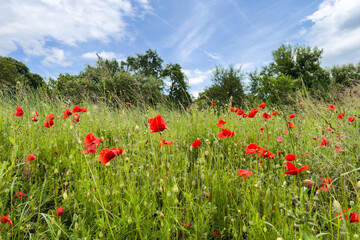 fresh summer field of red poppies blooms under a bright blue sky with fluffy clouds, framed by lush green tree