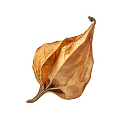 Fototapeta premium Dried Physalis fruit on black background botanical art nature detail