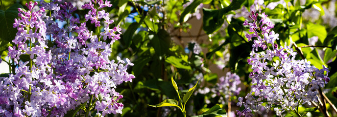 Obraz premium Vibrant lilacs blooming in sunlight create a colorful floral tapestry in a serene garden setting