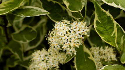 Delicate clusters of white flowers among vibrant green leaves create a serene, enchanting atmosphere in a lush garden
