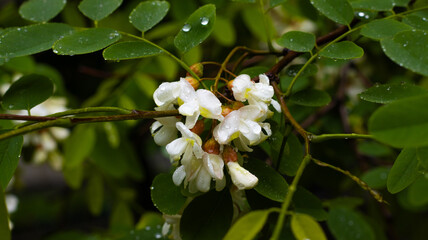Delicate white blossoms shimmering with droplets amidst lush green leaves after a refreshing morning rain in a serene garden