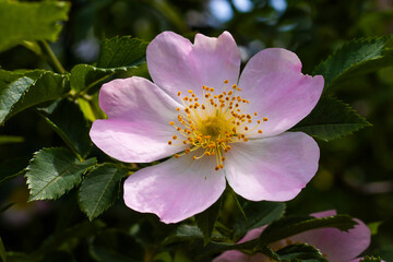 Delicate bloom of a wild rose shining under bright sunlight in a serene garden setting