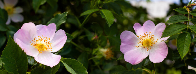 Delicate pink flowers bloom amidst green leaves under bright sunlight in a serene garden setting
