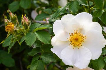 Beautiful white flower blooms alongside budding roses in a serene garden during the early morning sunlight