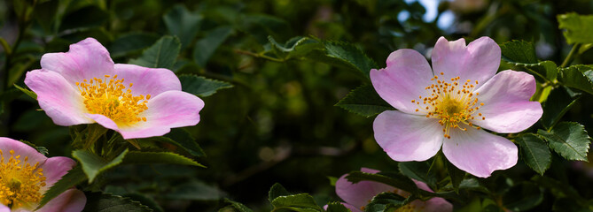 Delicate pink blooms brighten a lush garden setting in the warmth of a sunny afternoon
