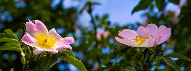 Beautiful blooming wild roses against a bright blue sky in a serene garden setting during springtime
