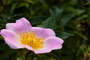 Delicate pink flower blooming in a lush green garden during a bright sunny afternoon