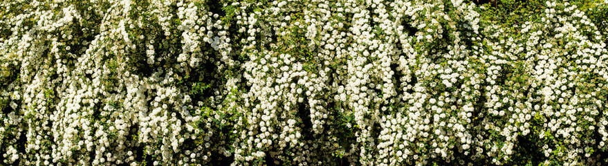 Blooming white flowers cascade from lush greenery in a vibrant garden panorama during the warm summer afternoon light