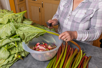 Woman Prepares Rhubarb in Home Kitchen, Removing Leaves