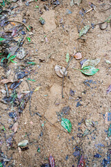 Spectacular soil texture with human footprints and some leaves of plants and trees in a rainforest.