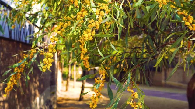 Branches of Acacia dealbated mimosa in bloom against on a spring day. Mimoza.