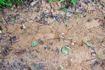 Spectacular soil texture with human footprints and some leaves of plants and trees in a rainforest.