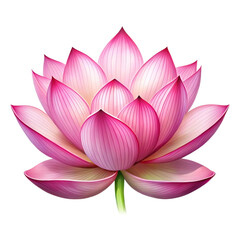 lotus flower vector illustration