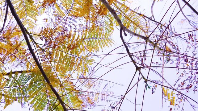 Branches of Acacia dealbated mimosa in bloom against on a spring day. Mimoza.
