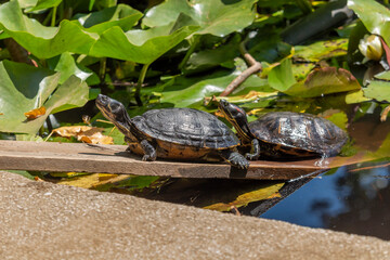 Yellow-bellied slider (Trachemys scripta), from the family Emydidae, basking in the sun in a pond...