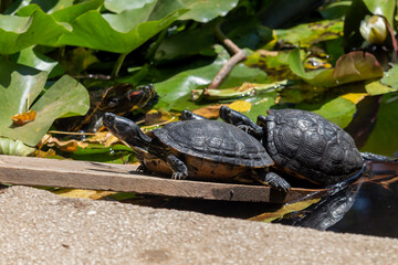 Yellow-bellied slider (Trachemys scripta), from the family Emydidae, basking in the sun in a pond...