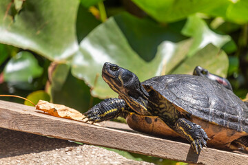 Yellow-bellied slider (Trachemys scripta), from the family Emydidae, basking in the sun in a pond with water lilies in public park.