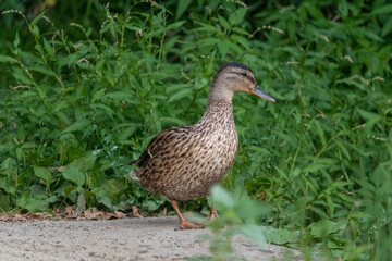 Male Mallard (Anas platyrhynchos or wild duck), from the family Anatidae, standing on the ground with green background.