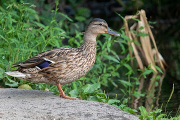 Male Mallard (Anas platyrhynchos or wild duck), from the family Anatidae, standing on the ground with green background.