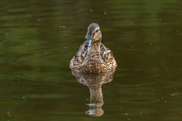 Mallard duck (Anas platyrhynchos or wild duck), from the family Anatidae, paddling in lake.	