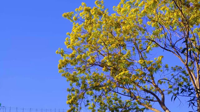 Branches of Acacia dealbated mimosa in bloom against on a spring day. Mimoza.