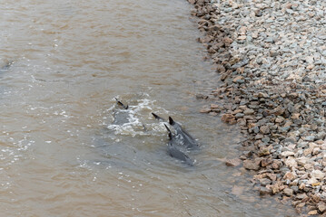 Lake Sturgeon Spawning Near The Rocky Shoreline On Fox River At De Pere, Wisconsin, Near The Dam And Rapids In Spring