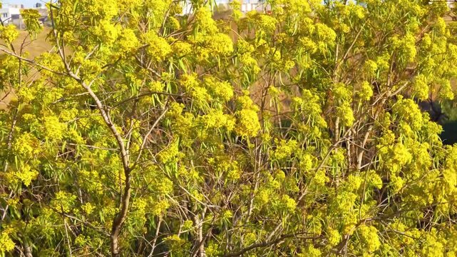 Branches of Acacia dealbated mimosa in bloom against on a spring day. Mimoza.
