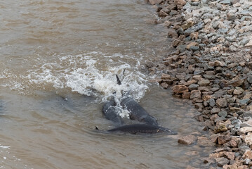Lake Sturgeon Spawning Near The Rocky Shoreline On Fox River At De Pere, Wisconsin, Near The Dam...