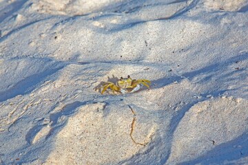 Yellow crab on white sandy beach in sunlight