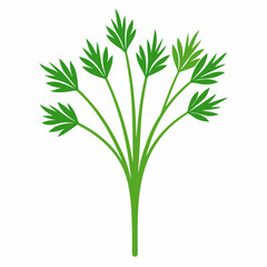 Obraz premium bunch of parsley
