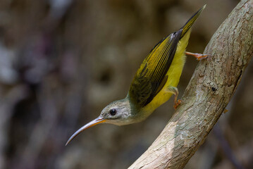  Little Spiderhunter
