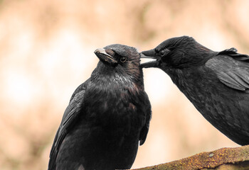 raven on a branch © Nelton Gomes