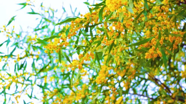 Branches of Acacia dealbated mimosa in bloom against on a spring day. Mimoza.