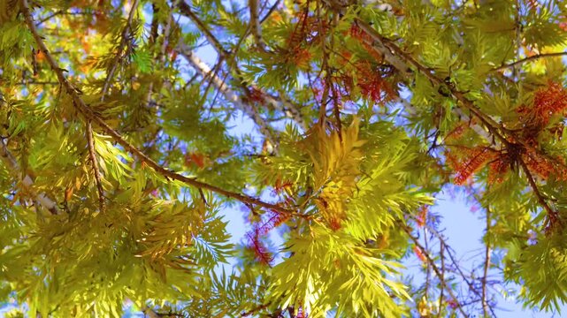 Branches of Acacia dealbated mimosa in bloom against on a spring day. Mimoza.