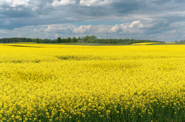 Obraz premium A field of yellow flowers against a cloudy sky