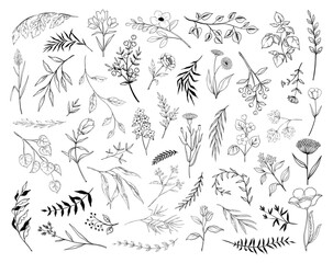 Line leaves. Flower and different branches with leaf, plant or tree foliage outline. Vintage forest painting. Eucalyptus and fern decorative botanical elements. Vector isolated illustration