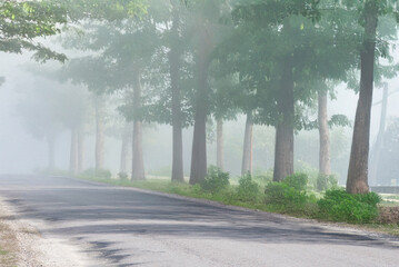 A peaceful rural road lined with tall trees is enveloped in a soft morning mist, creating a calm, dreamy atmosphere.