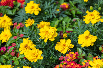 Vivid yellow marigold flowers in full bloom surrounded by green leaves and smaller red and orange blossoms in a garden bed.