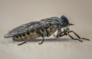 Insect Macro 