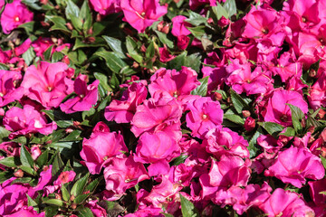 Close-up view of vibrant pink impatiens flowers blooming in sunlight with rich green foliage filling the background.