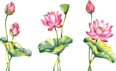 Watercolor Lotus Flower Set Hand Painted. Pink lotus flowers Illustration isolated on a white background.