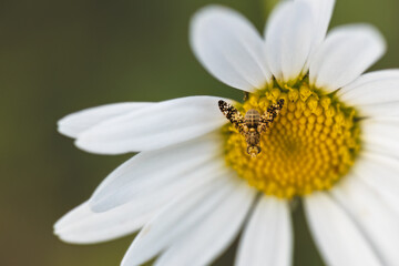 Obraz premium papillion sur fleurs