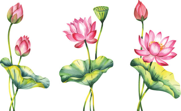 Watercolor Lotus Flower Set Hand Painted. Pink lotus flowers Illustration isolated on a white background.