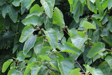 young green shoots of figs on branches