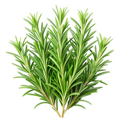 Obraz premium dill isolated on white background