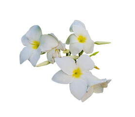 Beautiful white phalaenopsis orchid flower with delicate petals and a graceful stem blooming in spring, perfectly isolated on a white background showcasing its tropical beauty and elegant botany