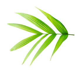 palm plant leaf, Fresh green bamboo leaves isolated on a white background showcase nature's vibrant growth and botanical beauty